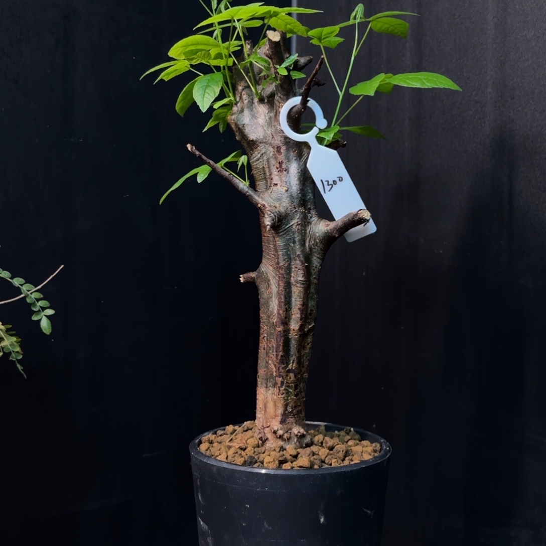 扭矩橄榄产地带盆