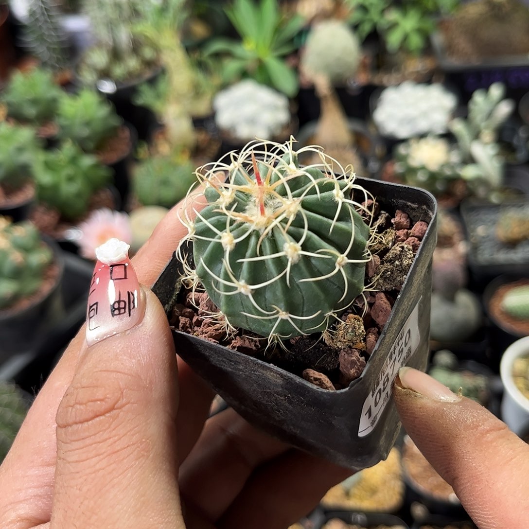 半****?108750一物一拍单头发货