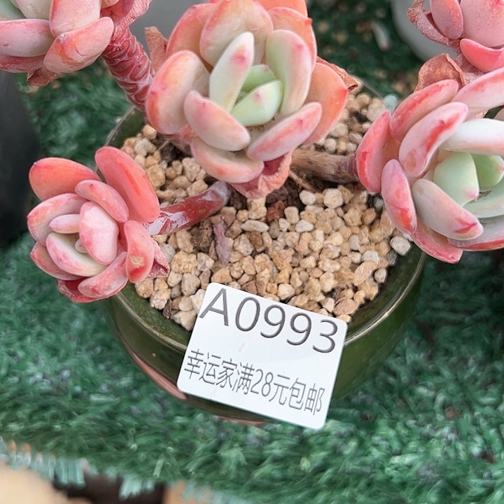 幸运的是我的朋友