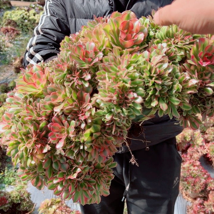 大颗红袖多肉法师26号