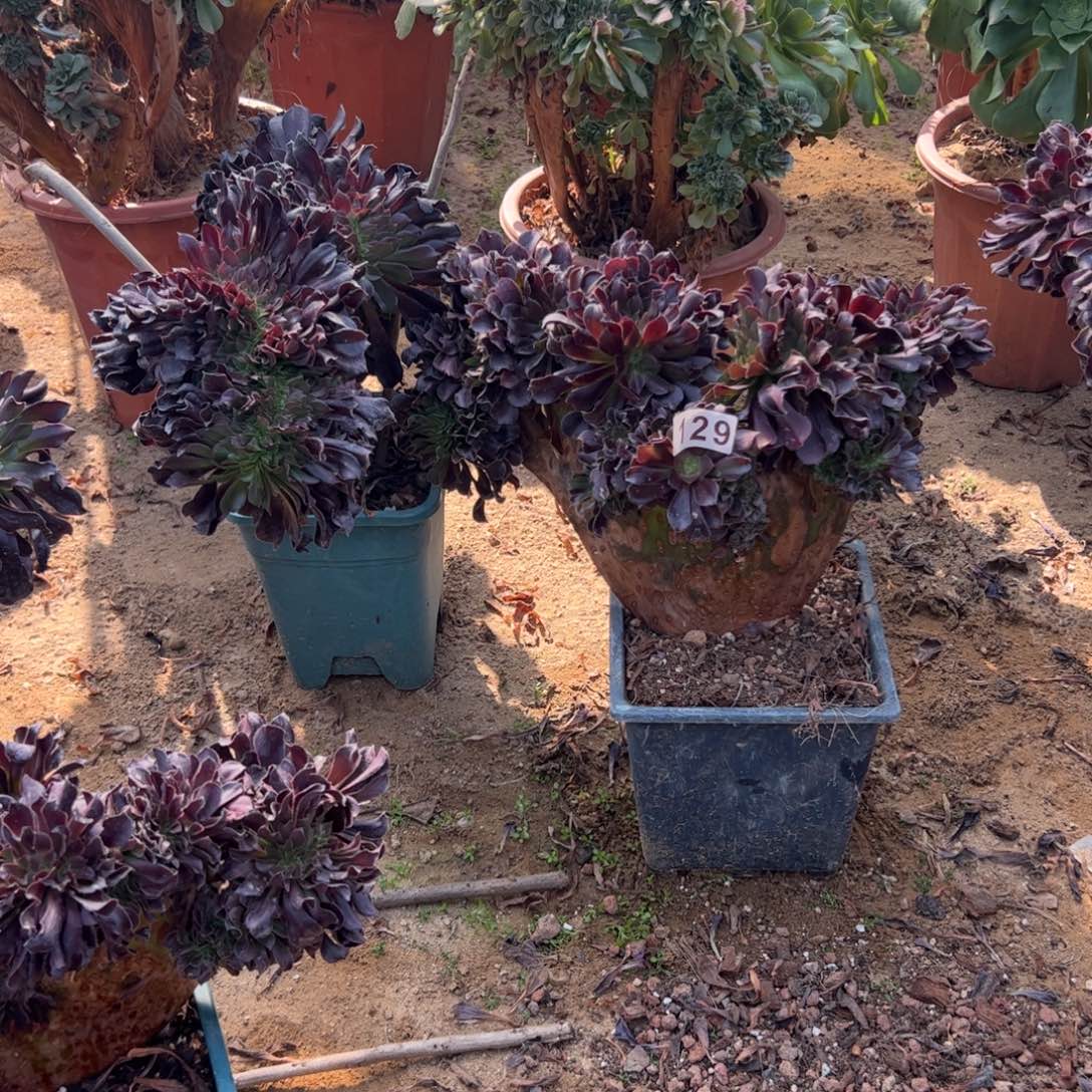 欧紫缀化129一颗