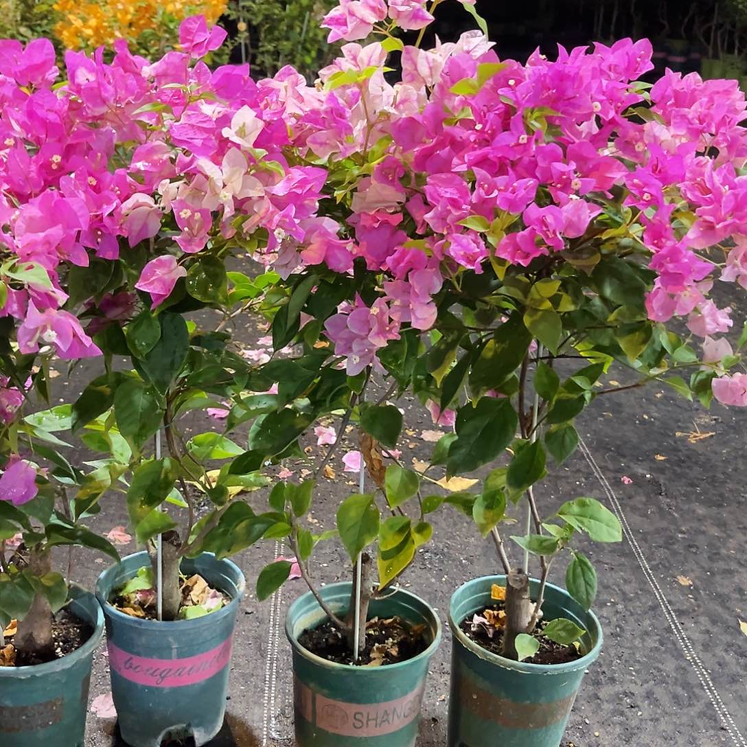 大部分花苞少量开放章红英带竹一颗