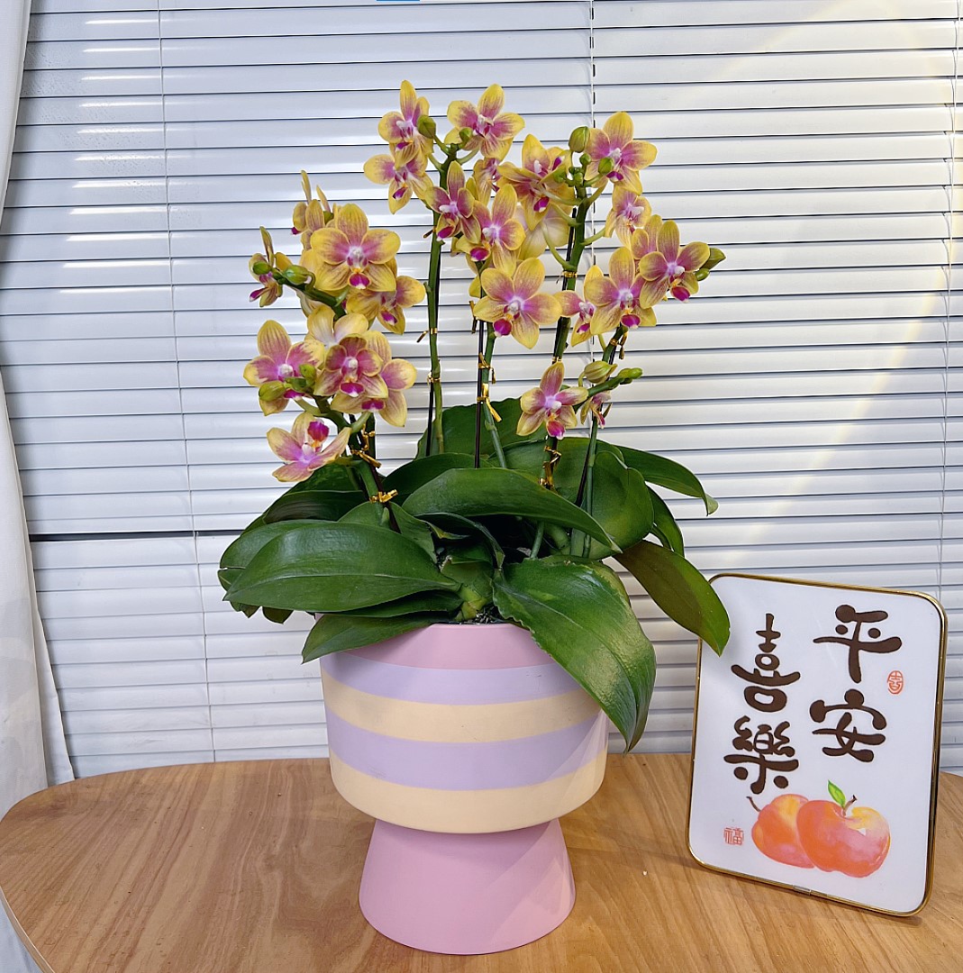 【金树-蝴蝶兰】高端鲜花 年宵花  送礼 家居摆件 基地直发 