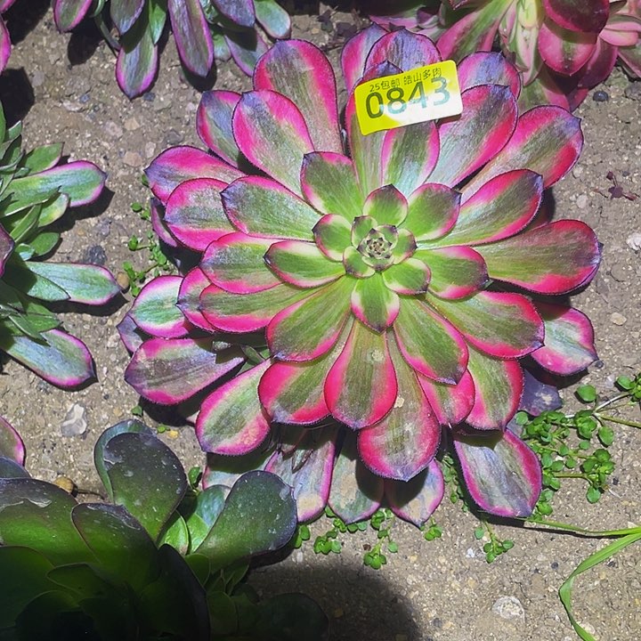 0843烟花多肉植物