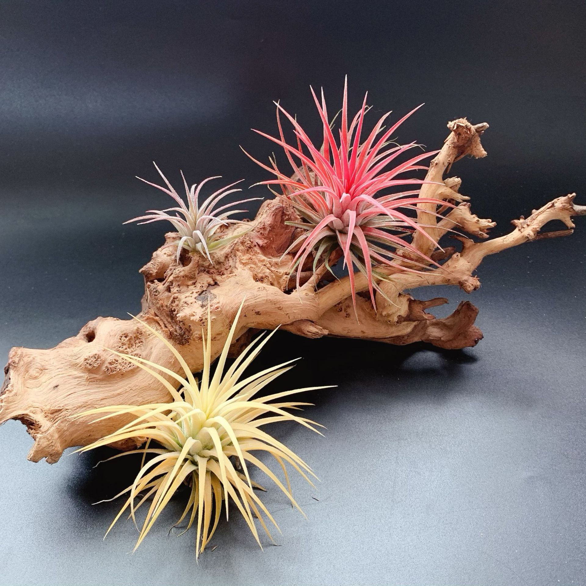 空气凤梨精灵绿植植物无土室内无土懒人植物可美化环境