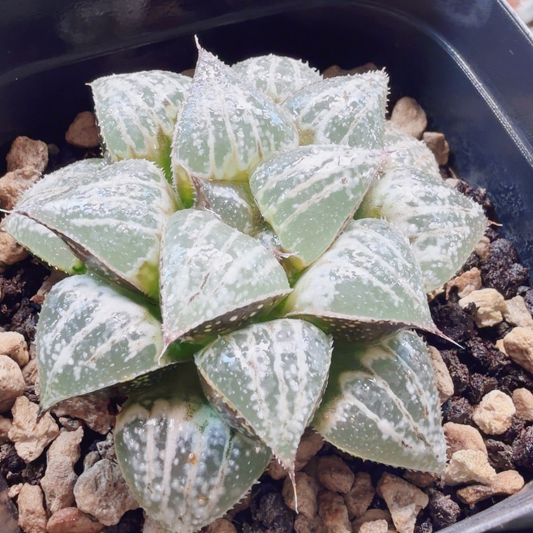 无花朵十二卷雪景色母本