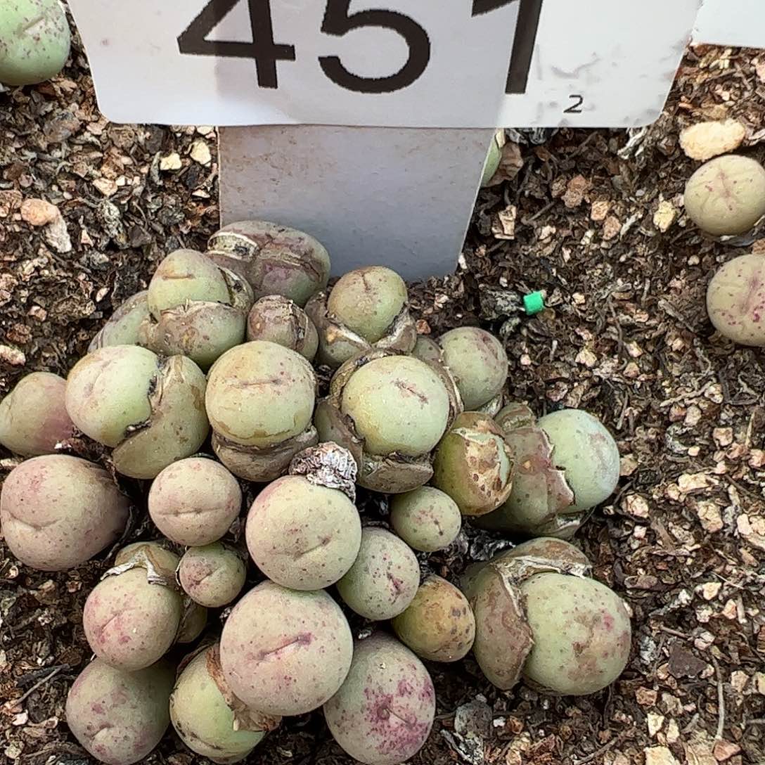 0000451 一物一拍脱土发……