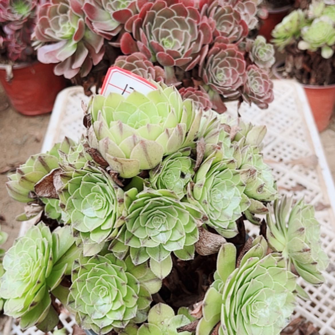 【闪购商品】无花朵淘*17号套餐2颗断枝不包