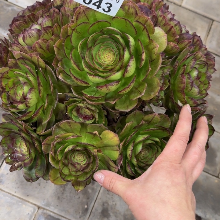 声*黑魔捧花043肉肉