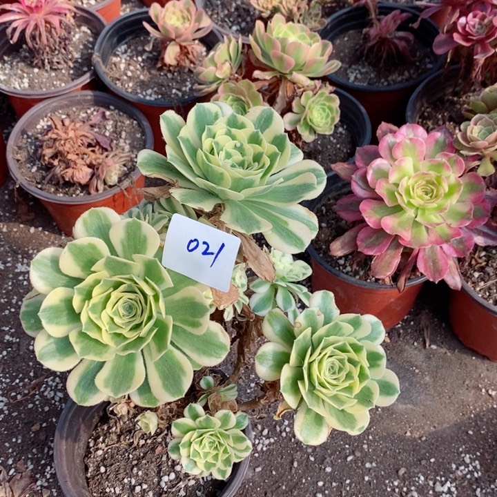 021迈巴赫多肉植物提取