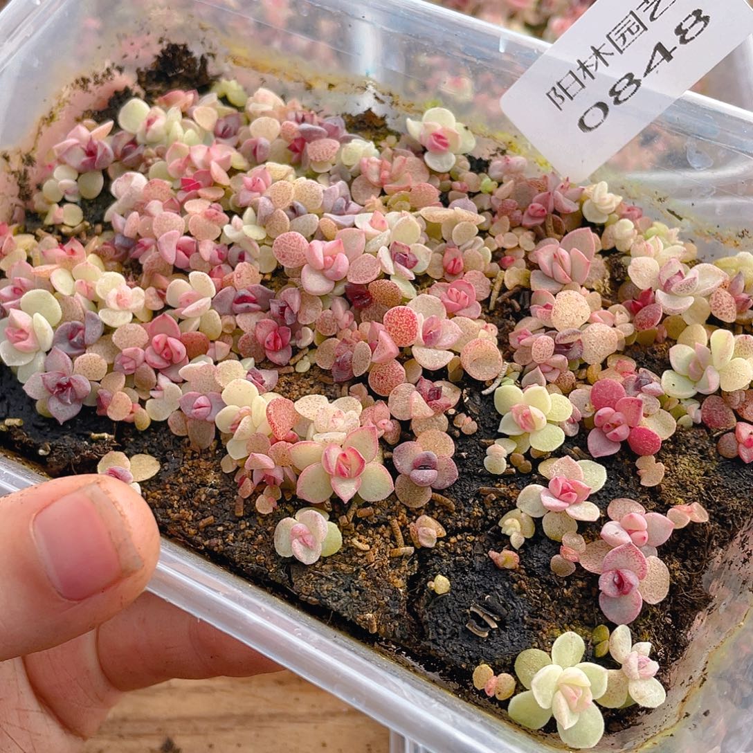 用***9多肉植物多肉植物848