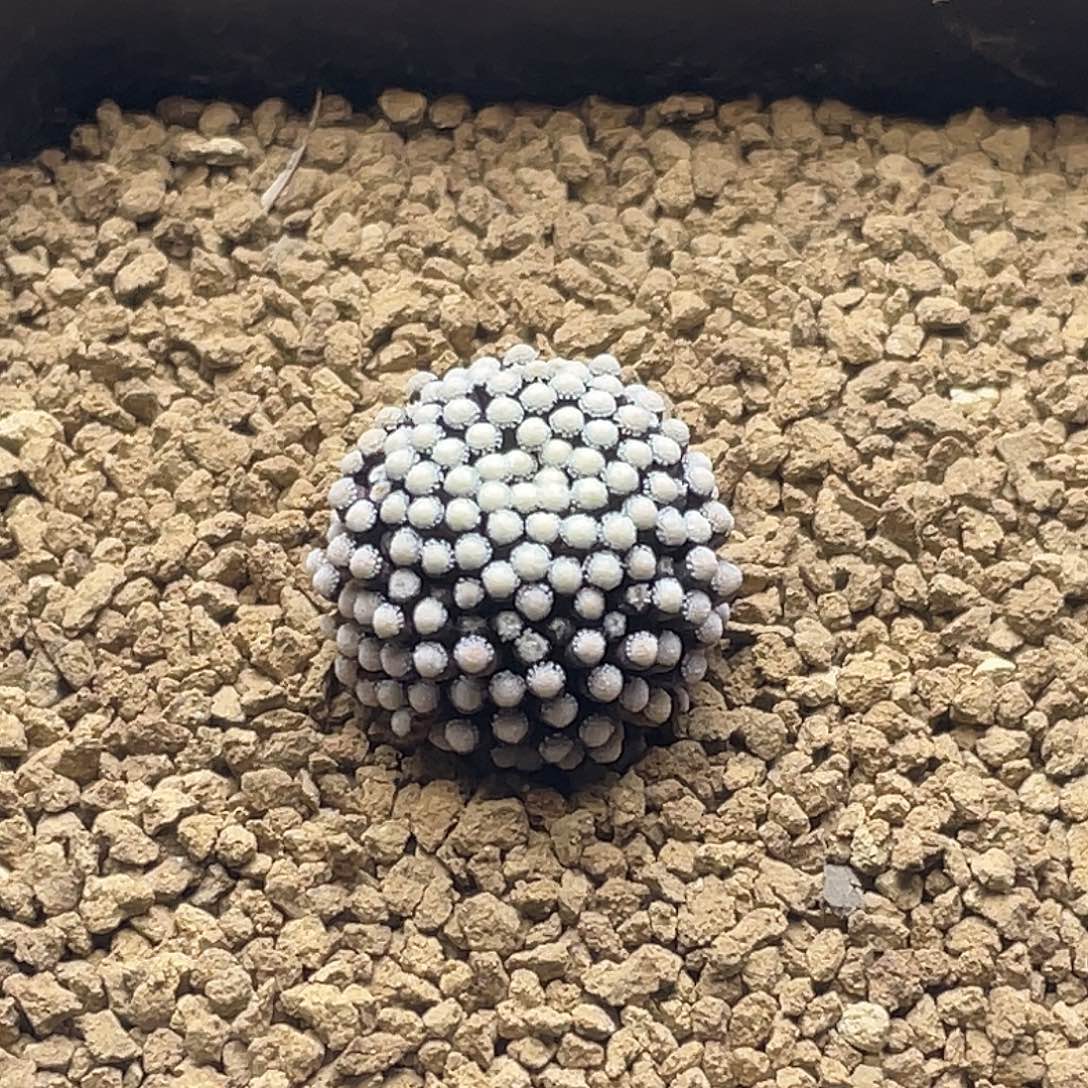 实生8年紫花松针牡丹