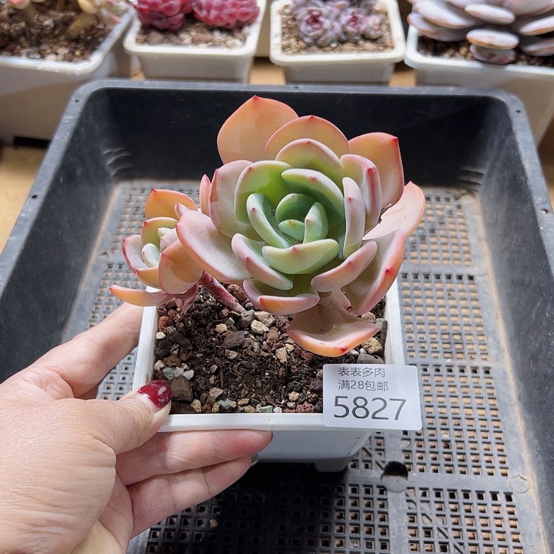 9号我们的确是一个5827