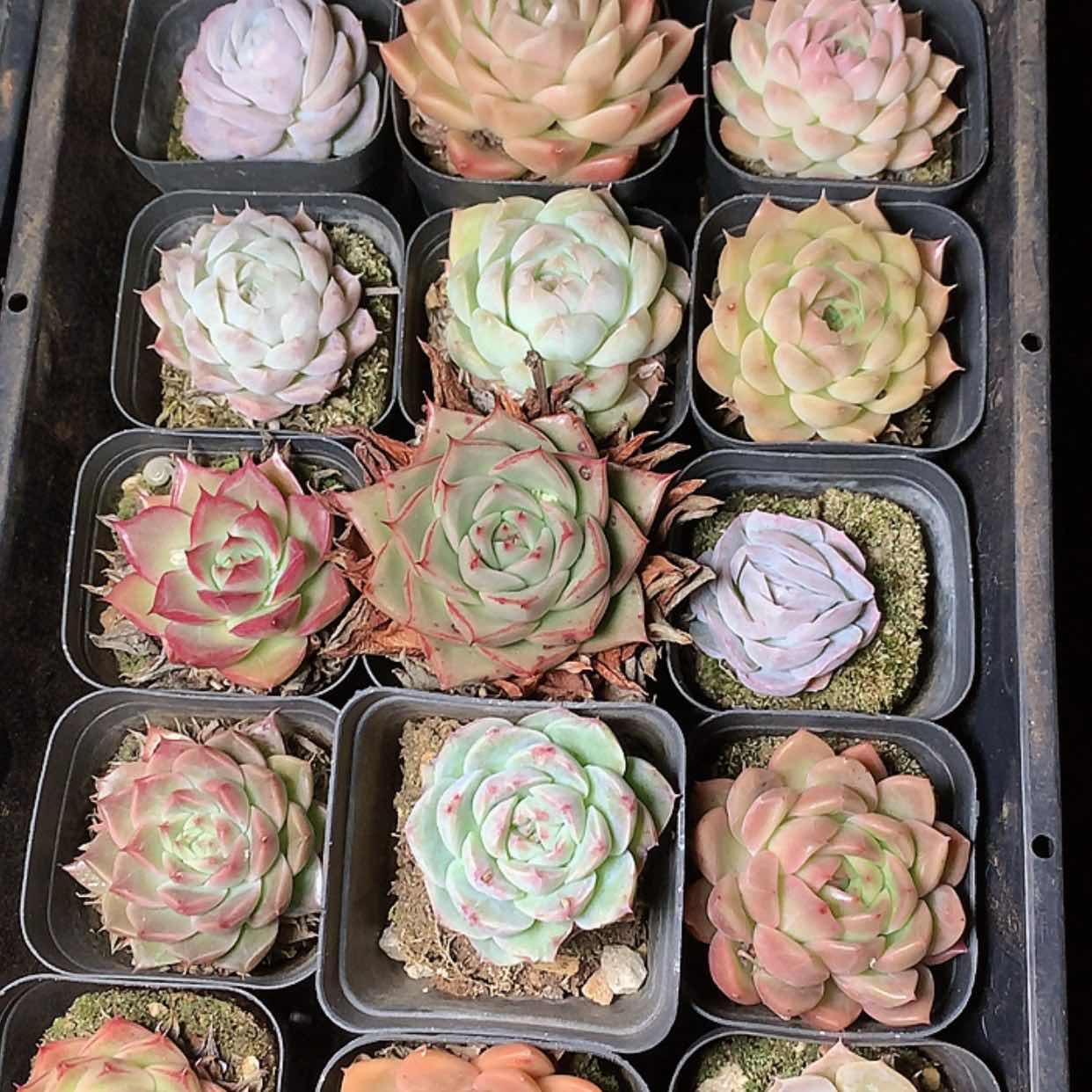 【闪购商品】云808