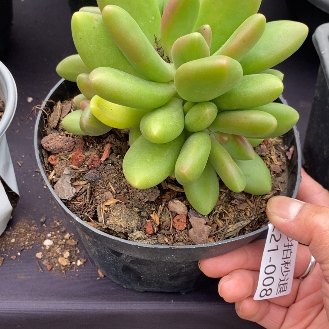 两单包邮1221-8芒果奶