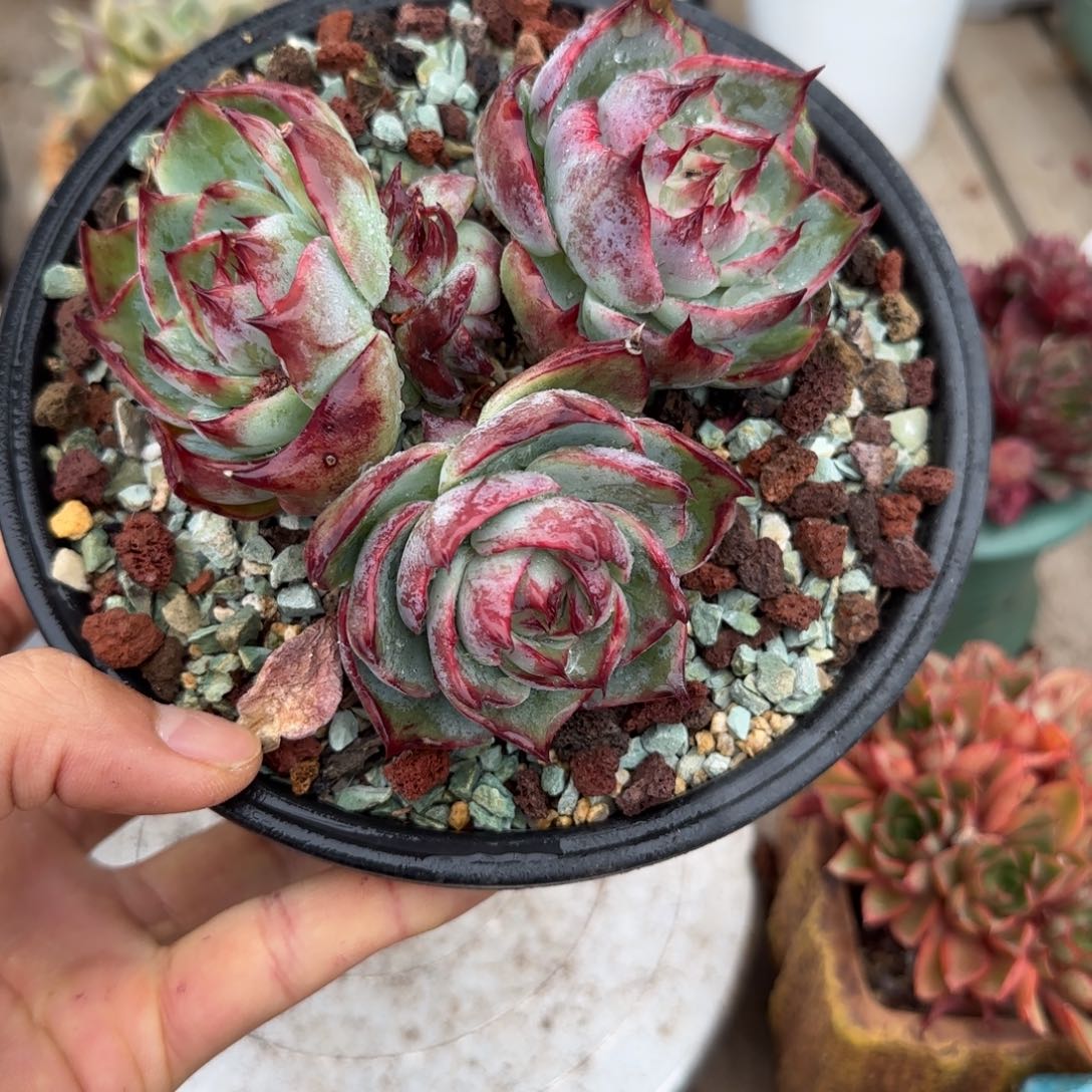 8头惊鸿多肉植物ru ci bu