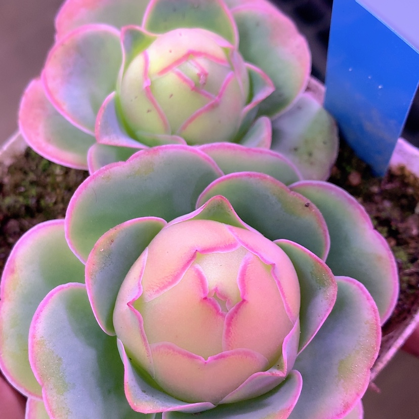 【闪购商品】yjj555