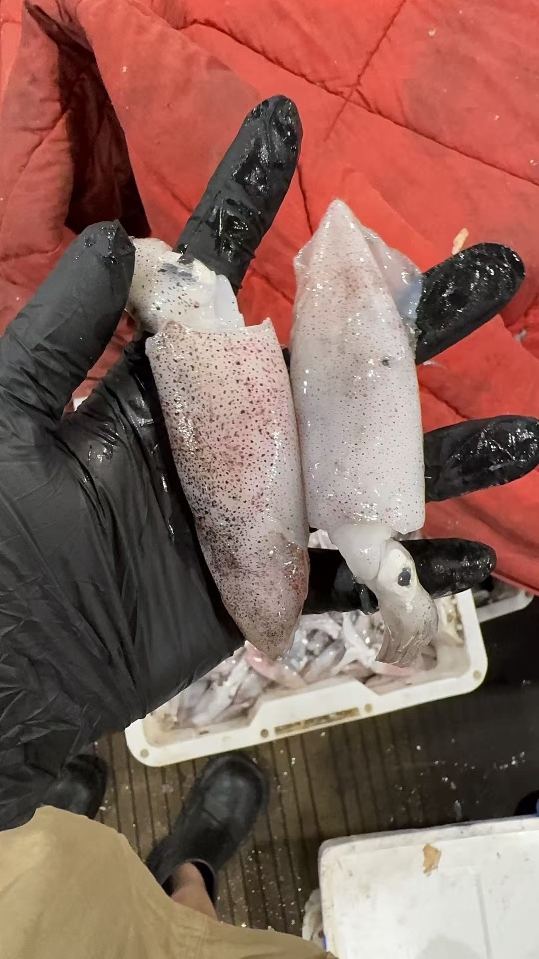 【4斤海兔】东海野生海捕海兔【具体规格以直播间为准】顺丰包邮