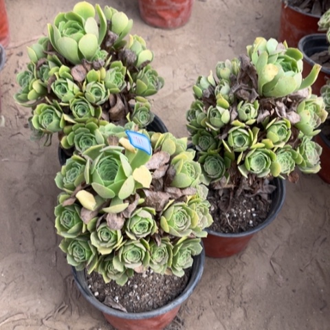 911多肉植物组合，