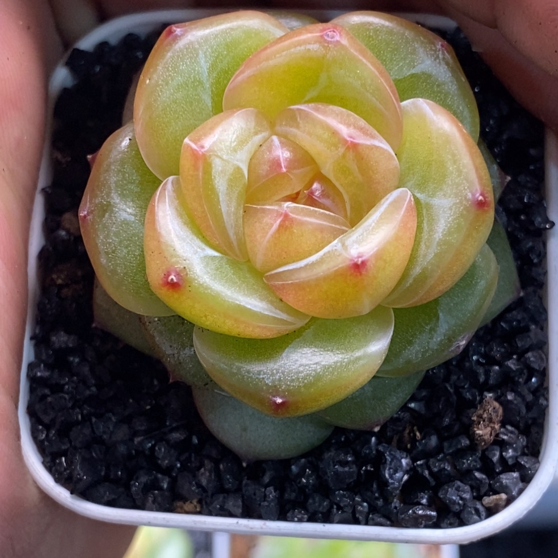 天官赐福百无禁忌