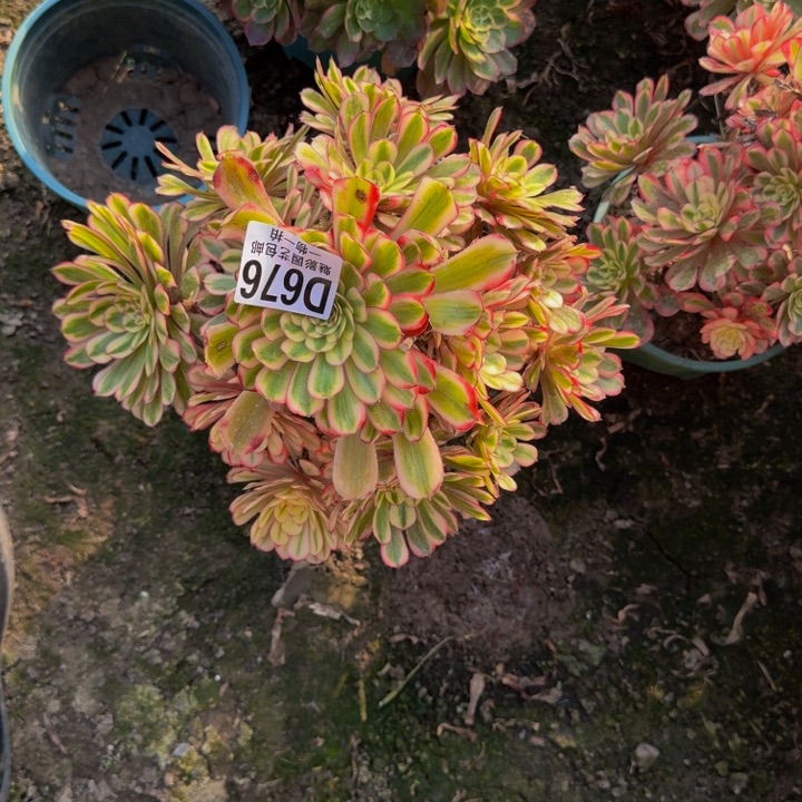 白月光花30-13包邮花花