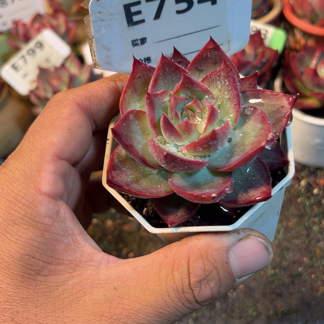 惊鸿一瞥754号多肉