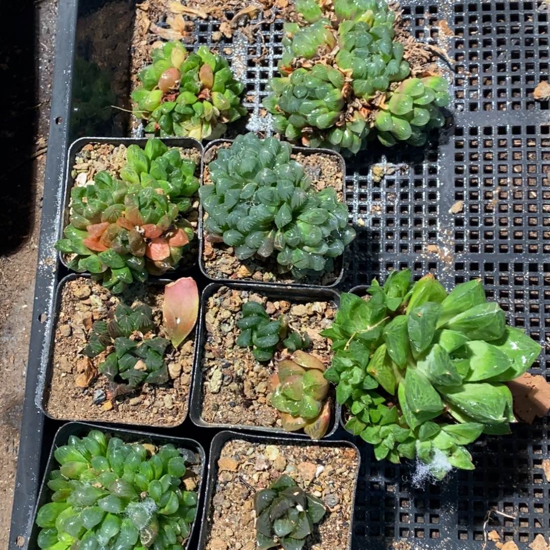 2335 一颗实生玉露群 双蛋整点福利