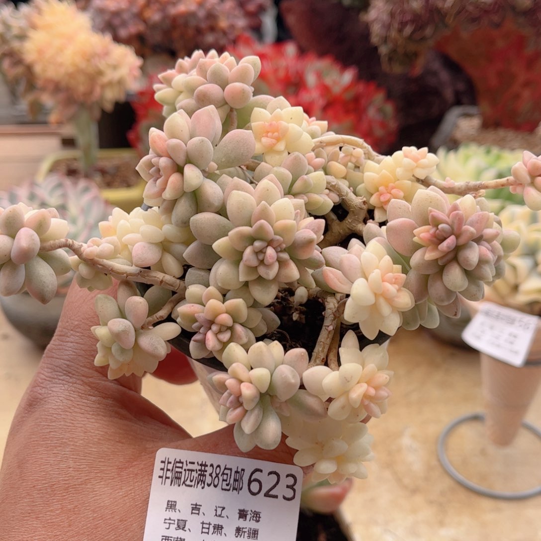 623姬秋丽锦德华多肉