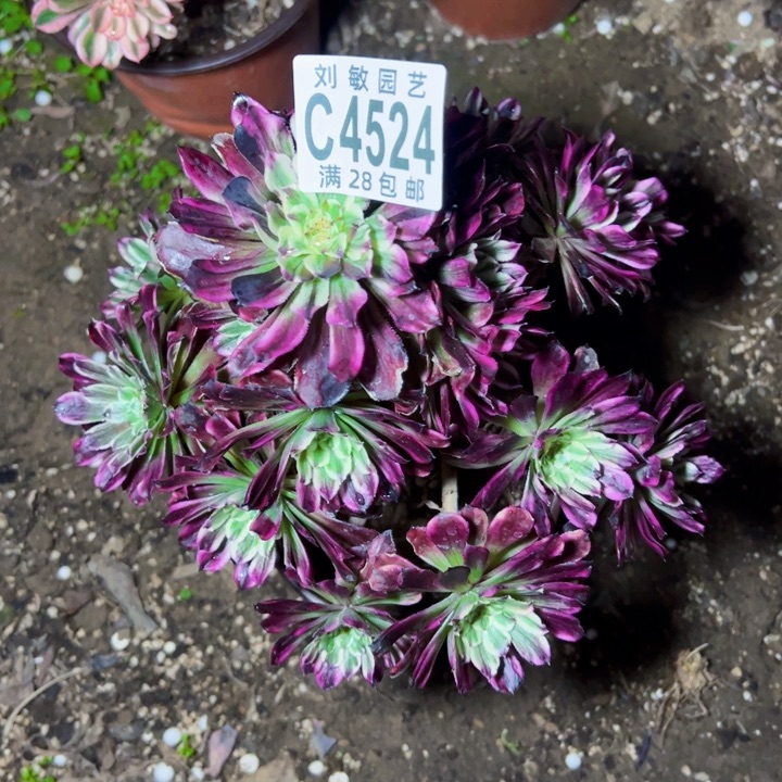 4524多肉植物法师法师