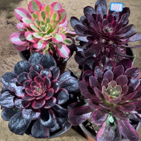 688多肉植物组合