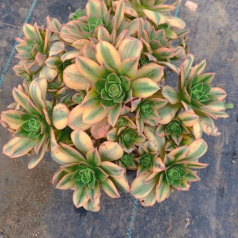 536星爆多肉植物