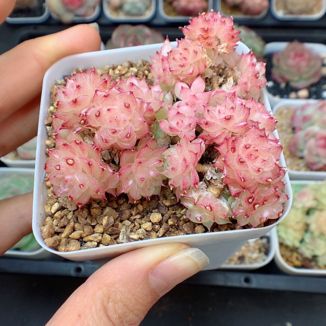 活*多肉植物。  麦秆寄养