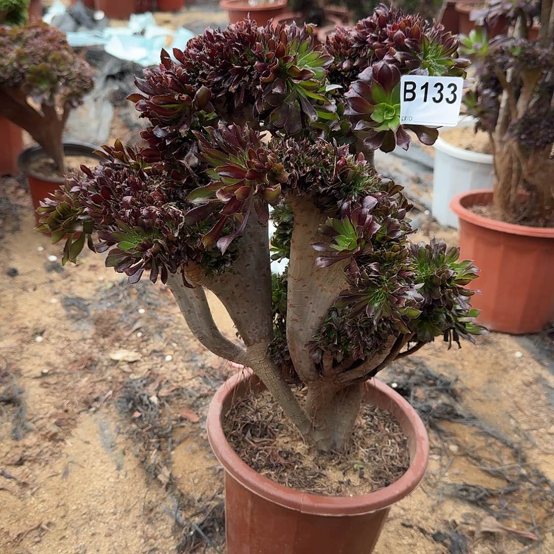 133黑法师一颗呀呀呀