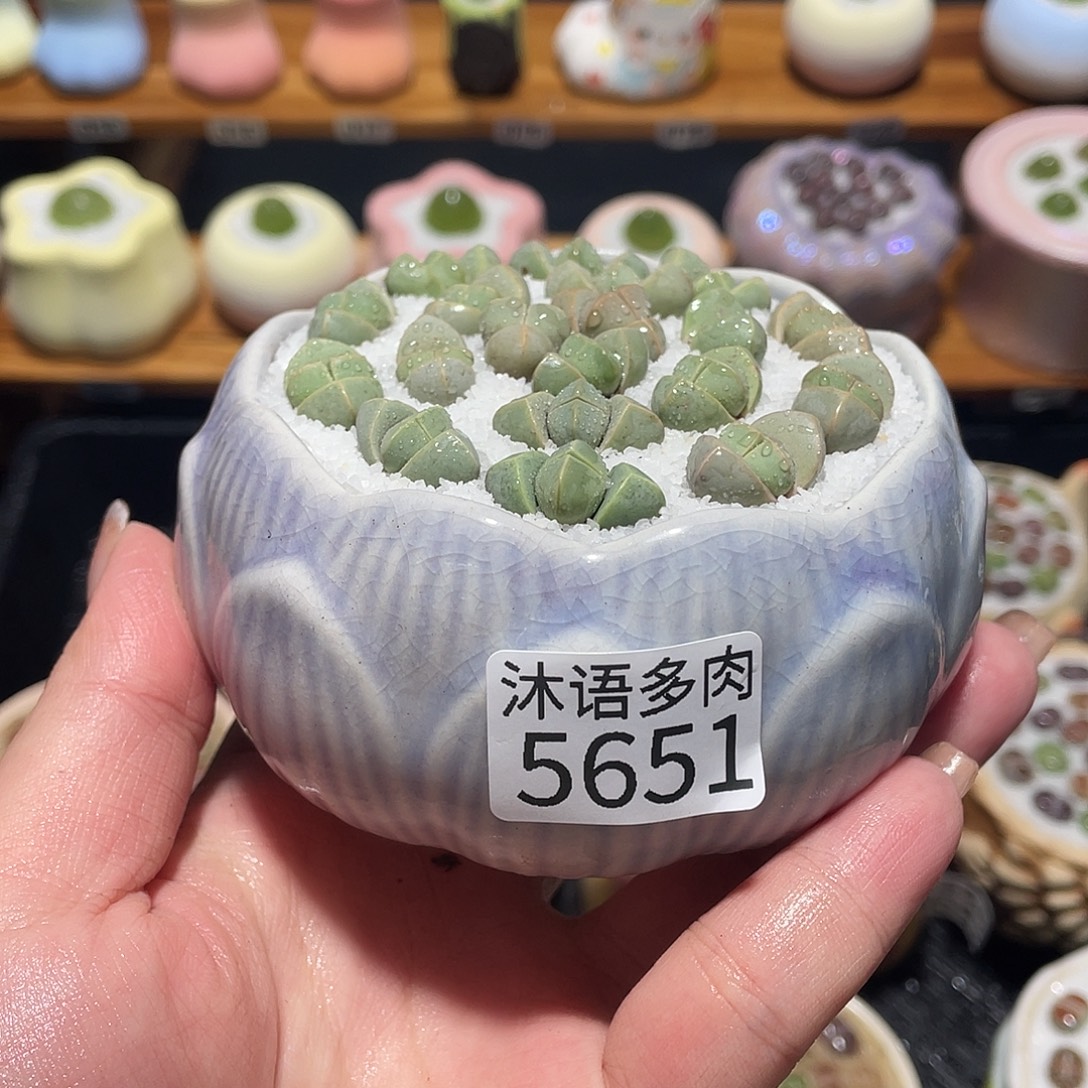 丹***尼带盆土植物 一物一拍5651