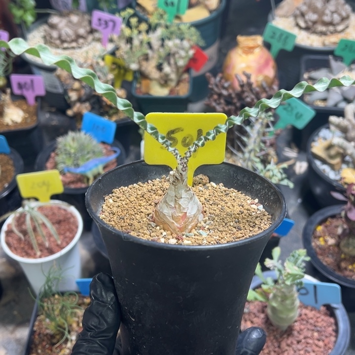 波叶血莲产地多肉植物