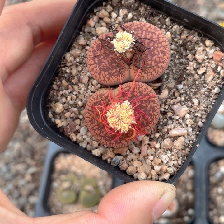 随机发生石花满18包邮