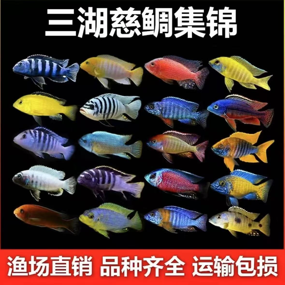 直播间选鱼 专拍 没有备损不发货 默认中通发货