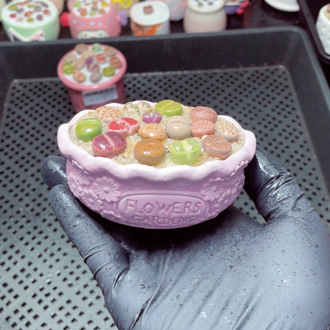 w6578--带盆土发货，零下地区拍保温箱