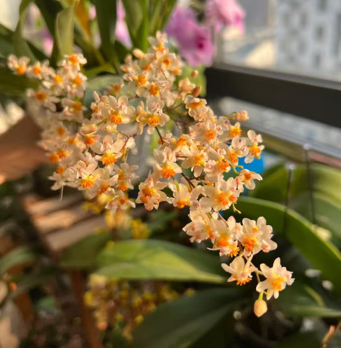 【李先生】梦香兰（香槟色4-7支剑）盆栽室内阳台客厅桌面好养植物