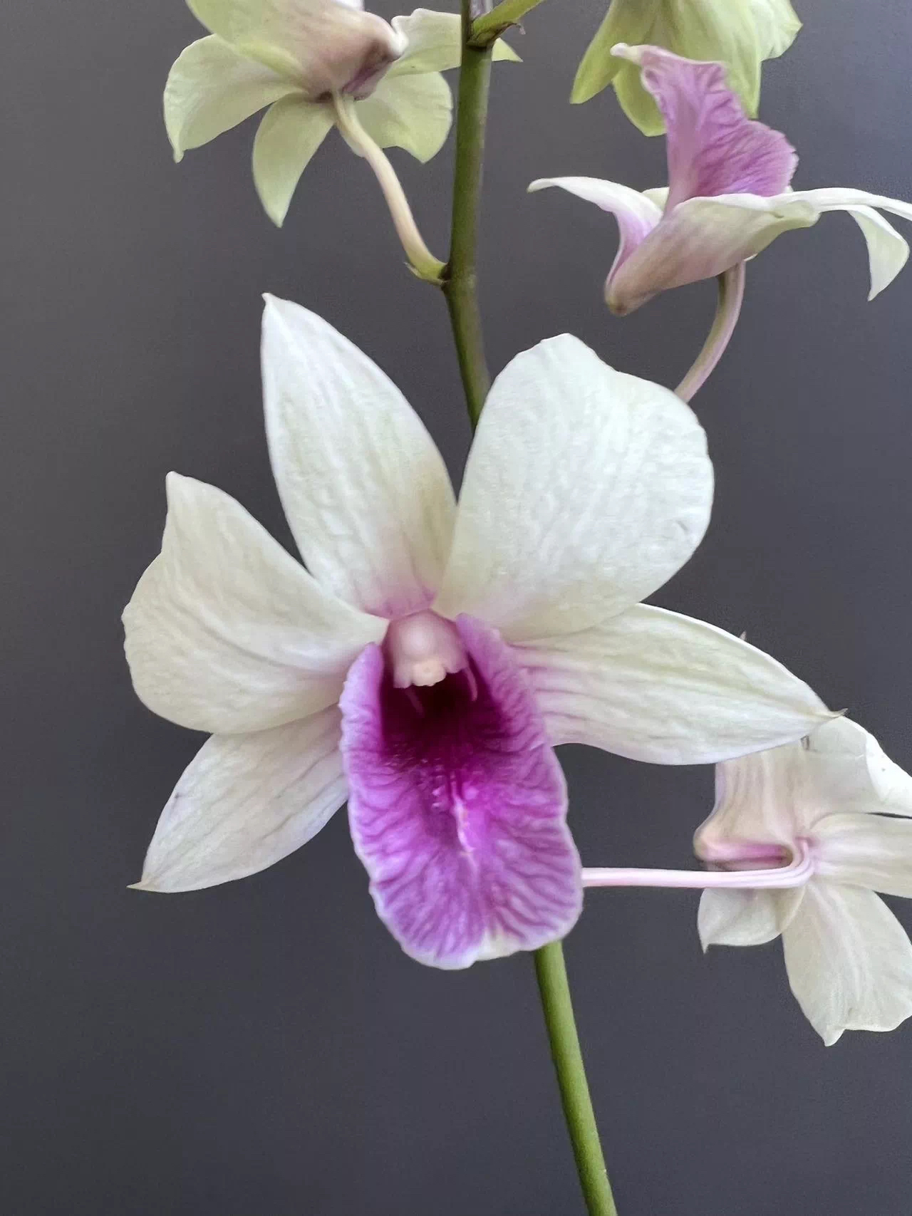 克里斯丁秋石斛盆栽室内外阳台客厅大花石斛花好养多年生石斛兰