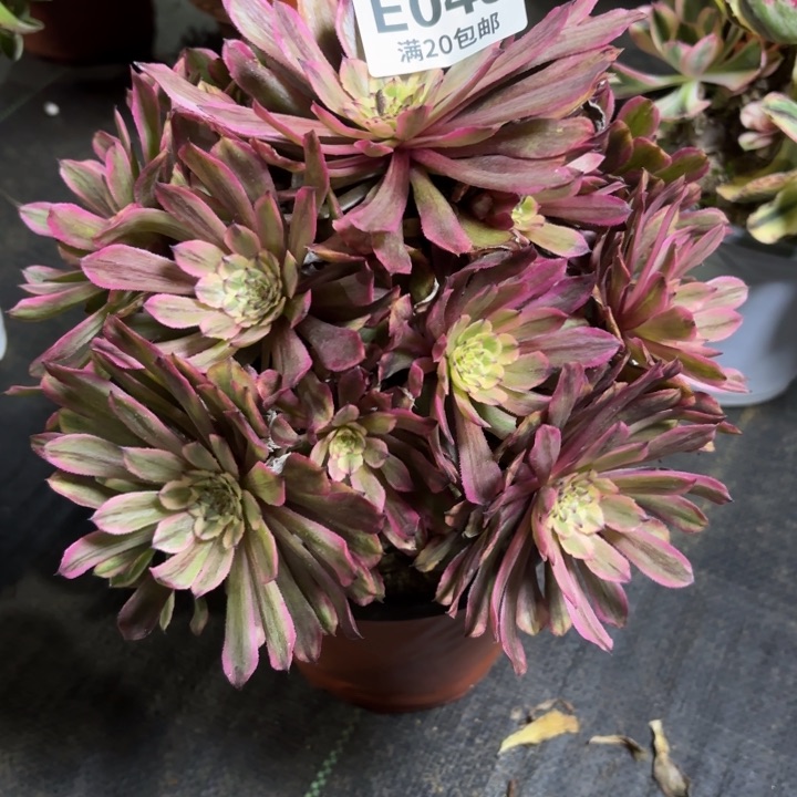 瑞妈一物一拍045