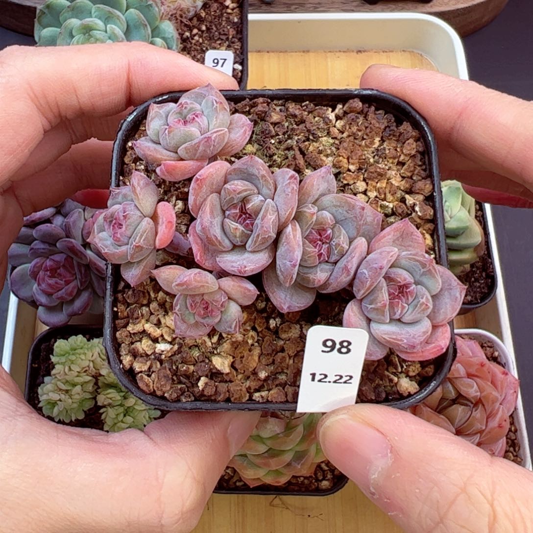 好好看98、哈哈哈哈