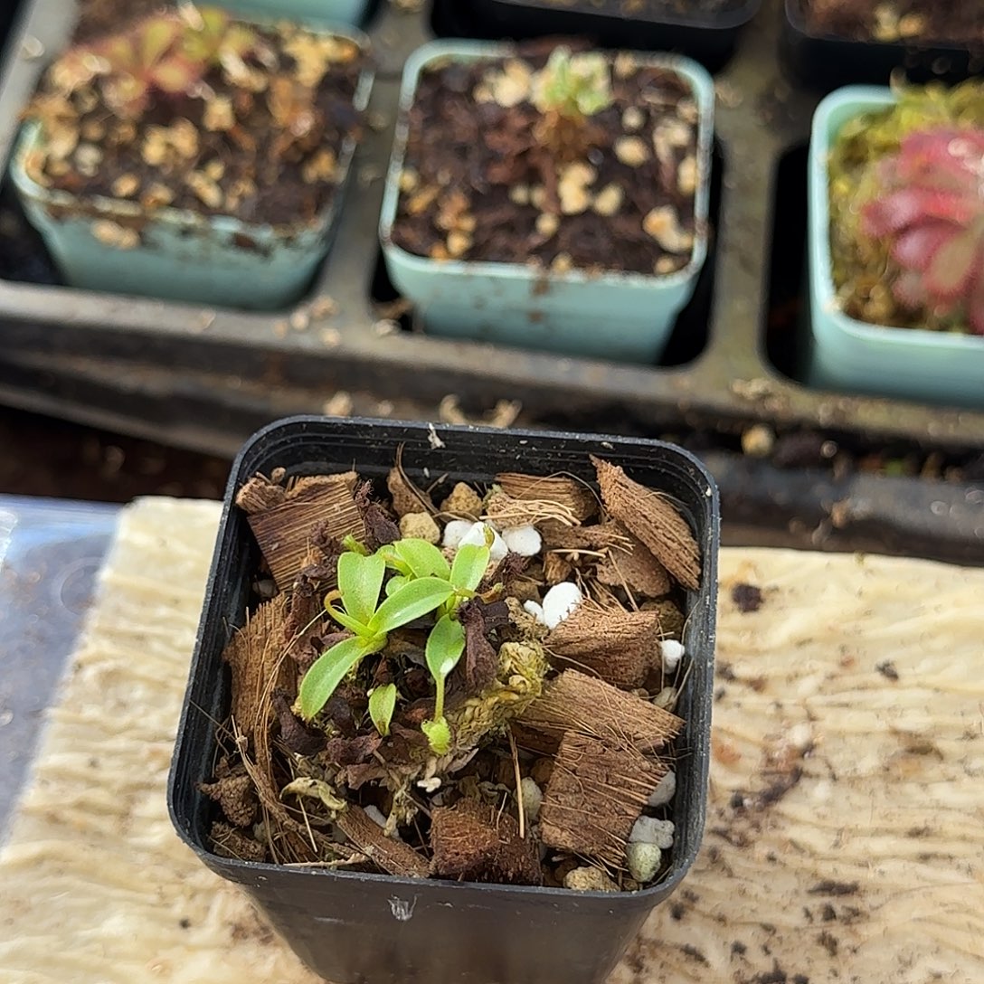 无花朵sslr猪笼草小苗