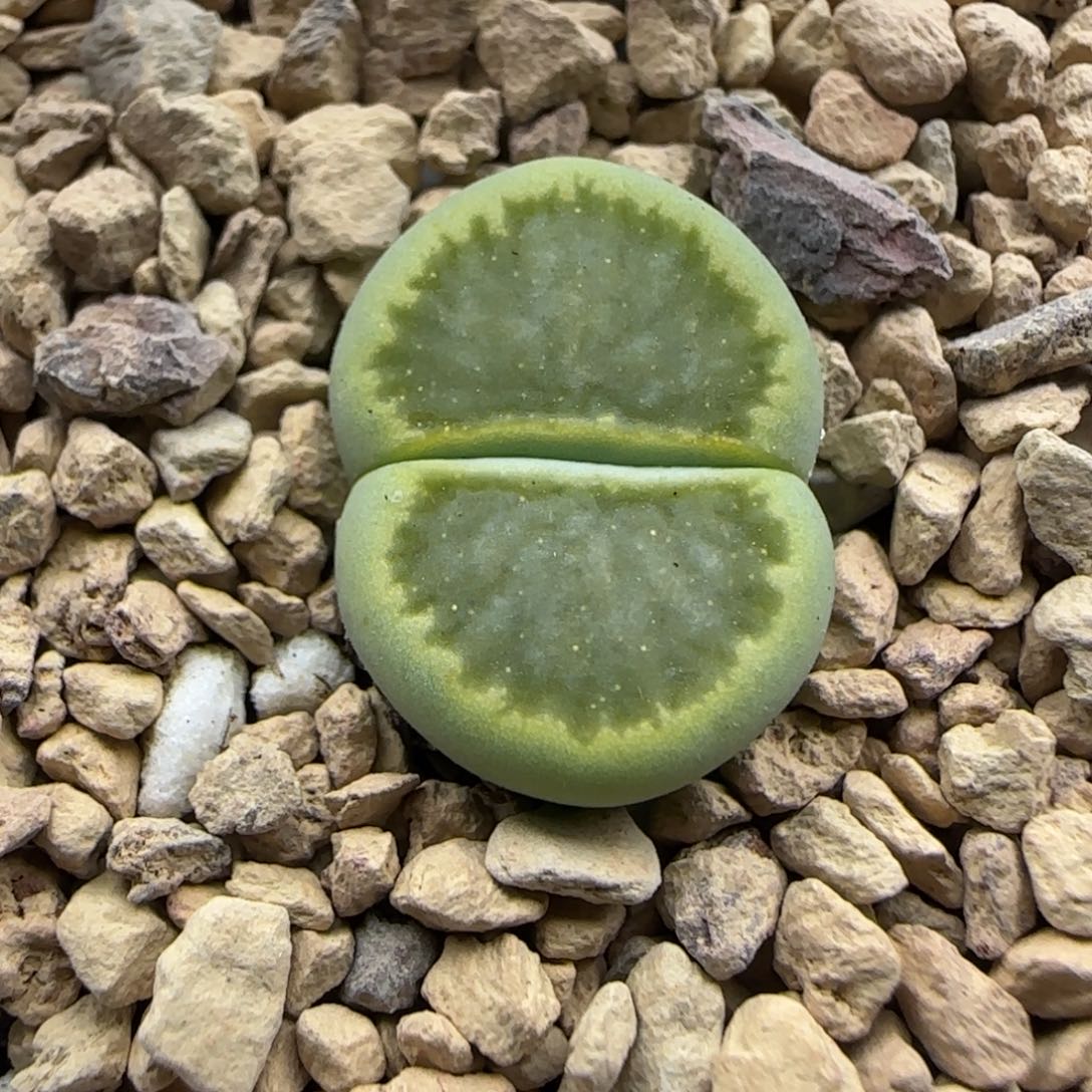 287 生石花大棚直播
