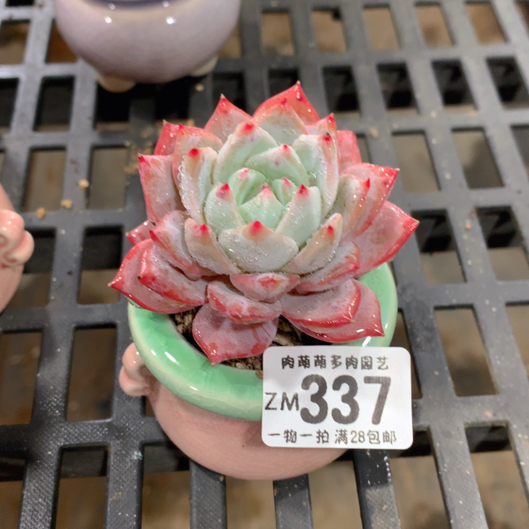 肉萌萌拇指盆精控多肉ZM337