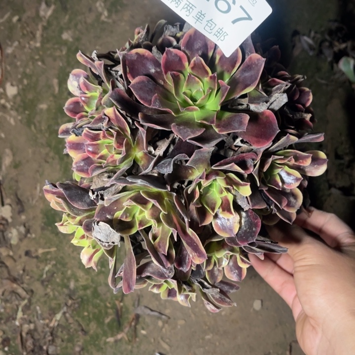 1267欧嘉莉多肉多肉