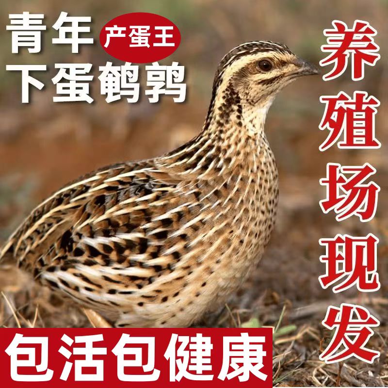 鹌鹑活苗青年天天下蛋鸟繁殖宠物阳台养殖包活产蛋王黄羽鹌鹑包邮