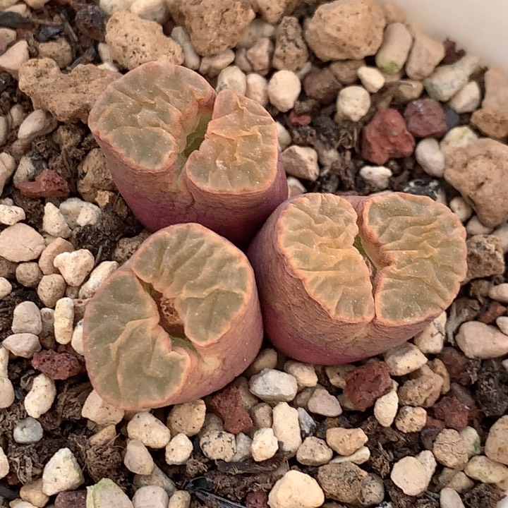 美磁铁。肉锥植物