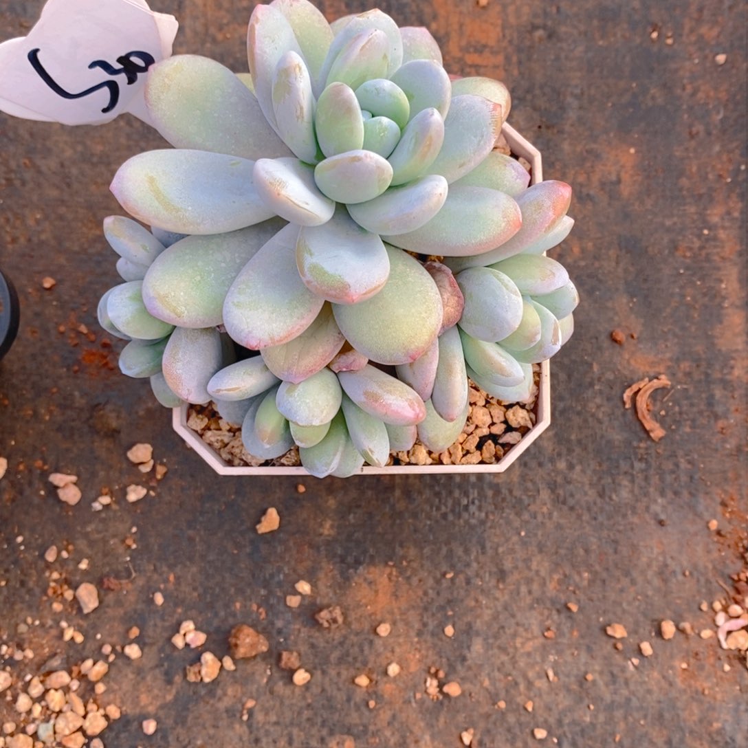 希***来雪美人群多肉植物