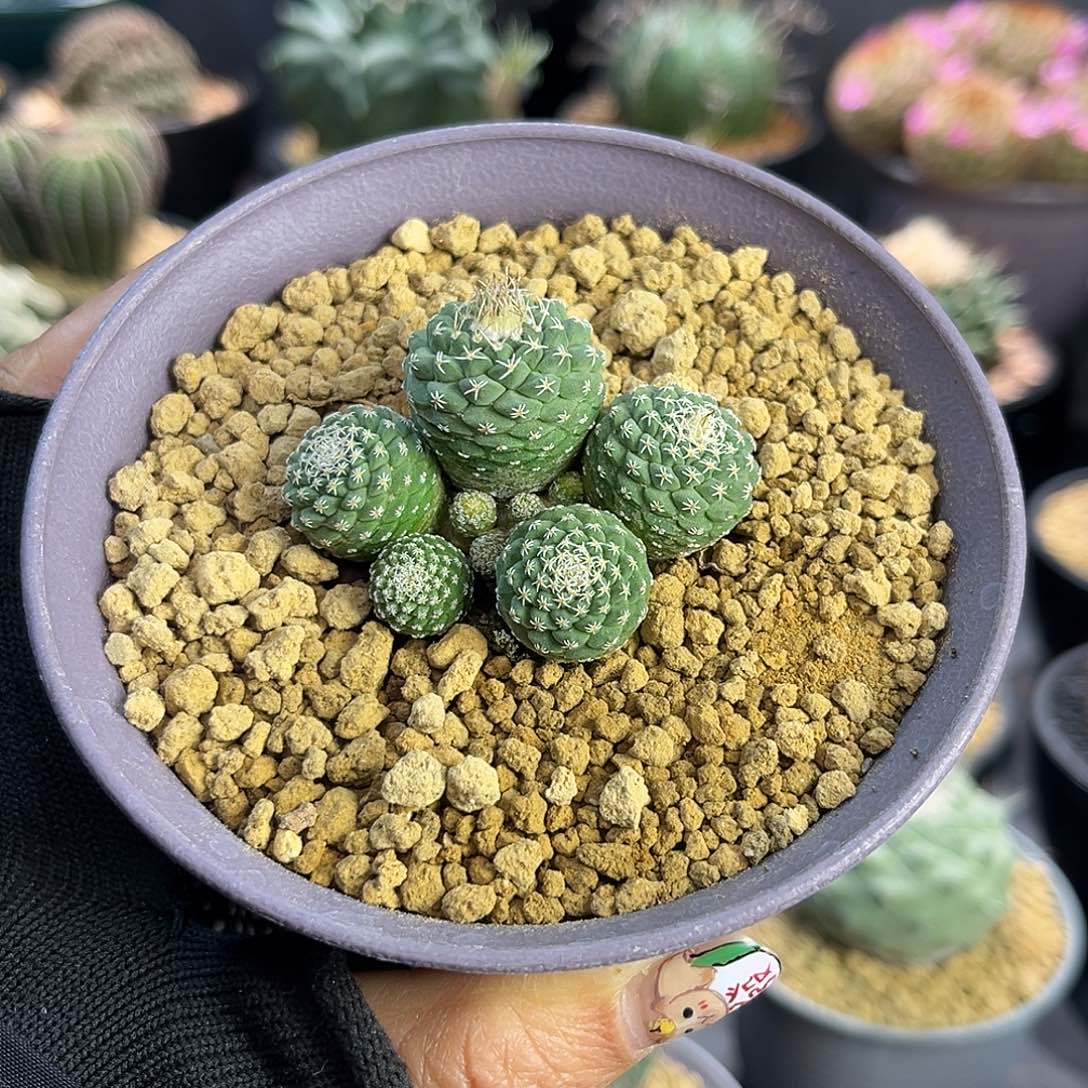 群生菊水Zzzzzzzzzzzzz